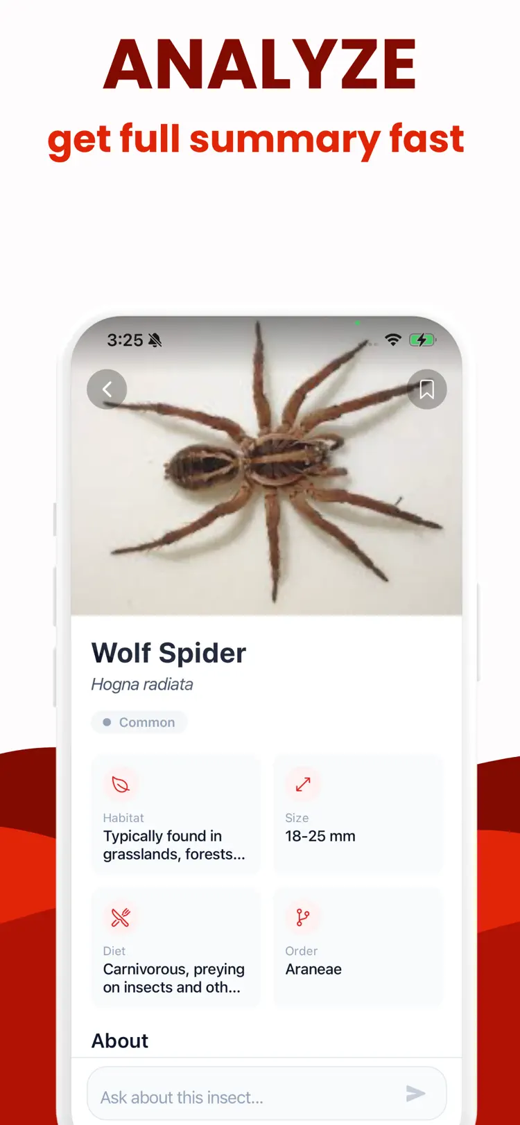Insect Identifier · Bug ID workflow and result preview